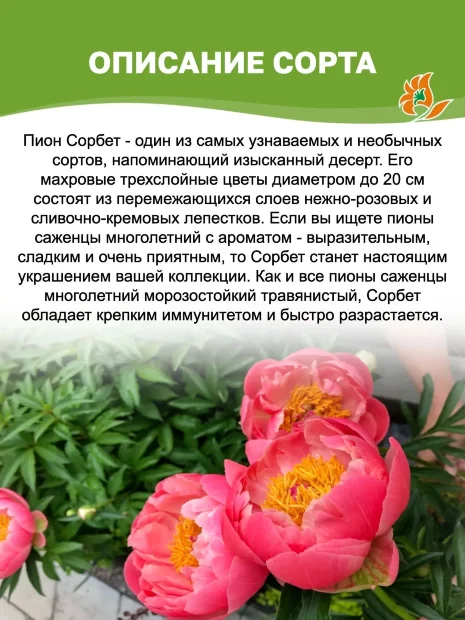 Пион Сорбет