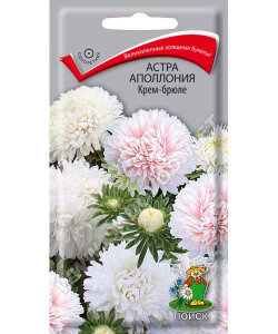 Астра Аполлония Крем-брюле
