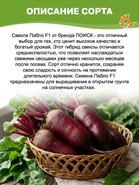Свекла Пабло F1 семена 