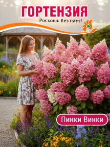 Гортензия Пинки Винки (метельчатая)