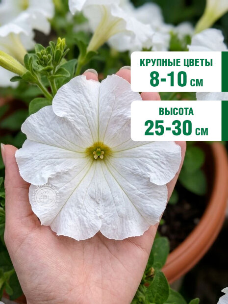 Петуния грандифлора Аладдин Белая семена