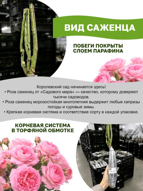 Роза Пинк Экспрешн