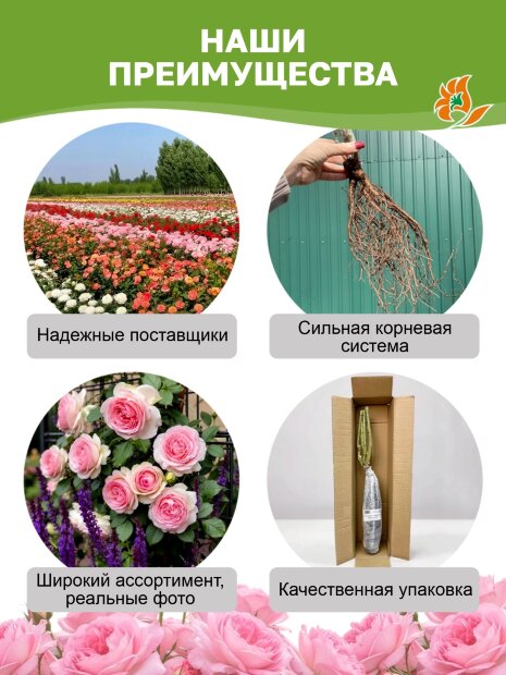 Роза Пинк Экспрешн