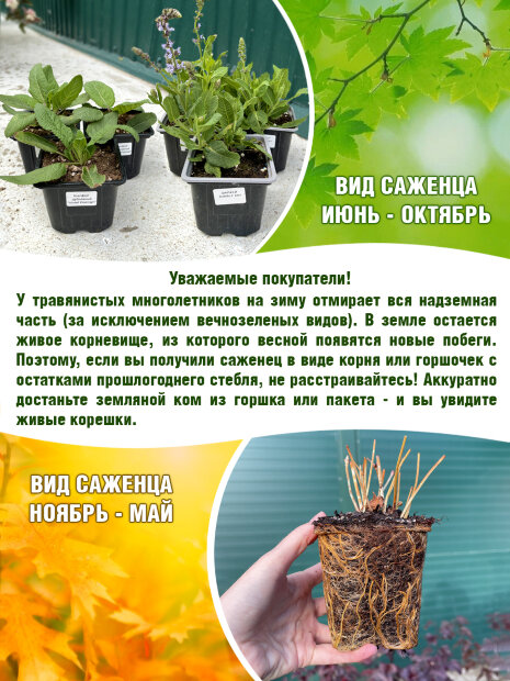 Седум Карл (видный)