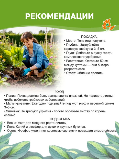 Хоста Вайрлвинд