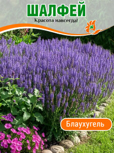 Сальвия (Шалфей) Блаухугель (дубравный) Сальвия (Шалфей) Блаухугель (дубравный)