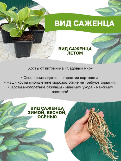 Хоста Лейксайд Банана Бэй