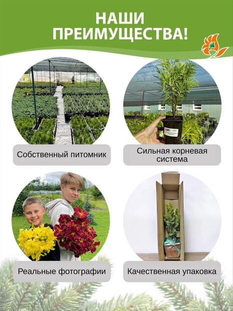 Туя Брабант (западная)
