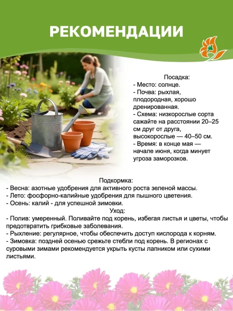 Астра Профессор Антон Киппенберг (кустарниковая)