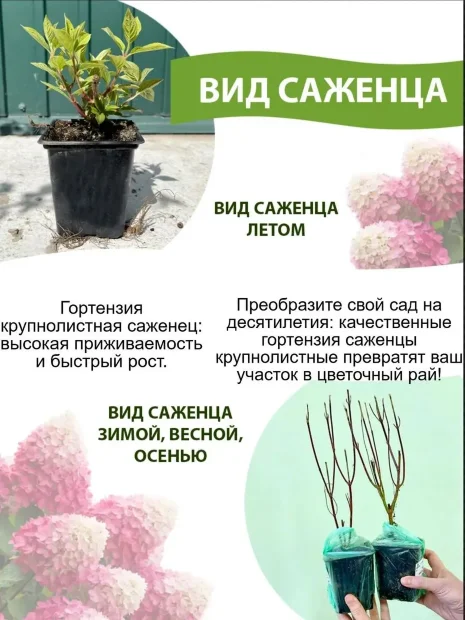 Гортензия Фёст Вайт (крупнолистная)