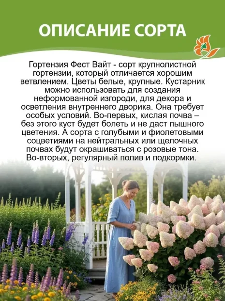 Гортензия Фёст Вайт (крупнолистная)
