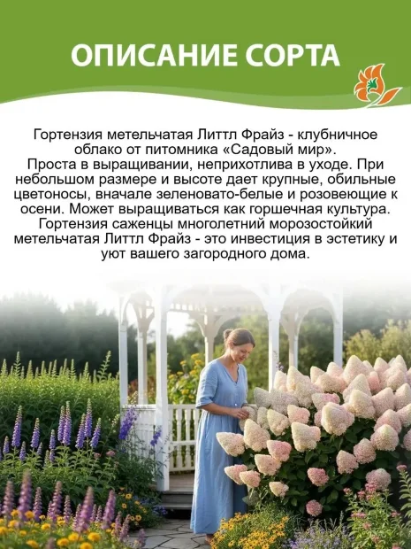 Гортензия Литтл Фрайз (метельчатая)