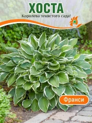 Хоста Франси