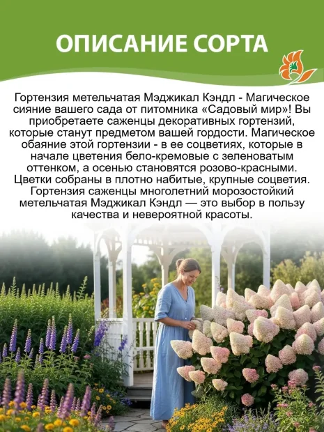 Гортензия Мэджикал Кэндл (метельчатая)