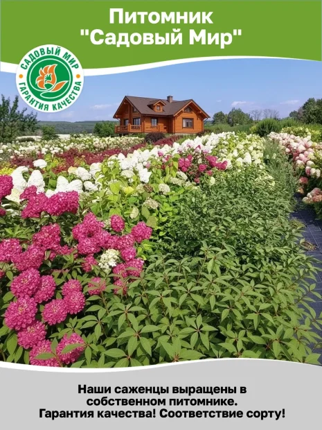 Гортензия Мэджикал Кэндл (метельчатая)