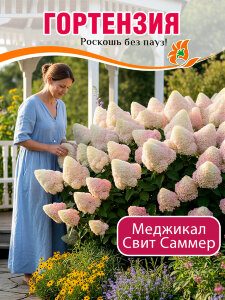 Гортензия Мэджикал Свит Саммэ (метельчатая)