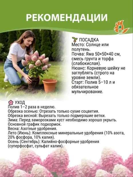 Гортензия Мэджикал Свит Саммэ (метельчатая)