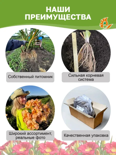 Лилейник Авессом Блоссом