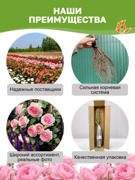 Роза Ботеро