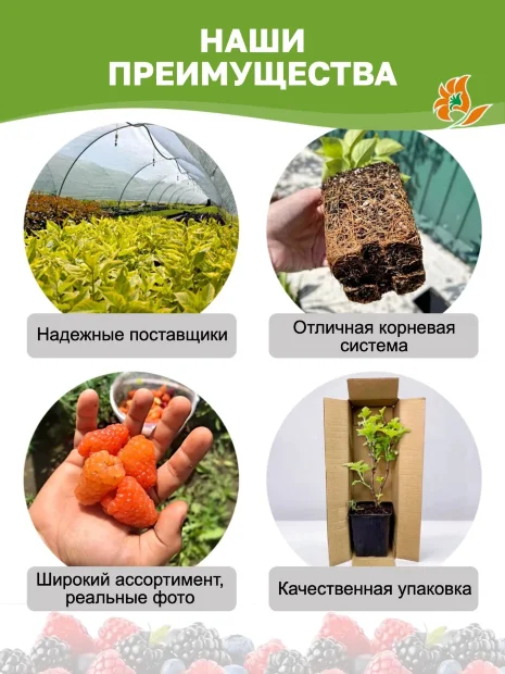 Малина Маравилла (ремонтантная) саженцы 