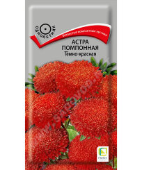 Астра помпонная Тёмно-красная