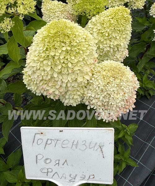 Гортензия Роял Флауэр (метельчатая)