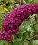 Буддлея Роял Ред (Давида) саженцы 