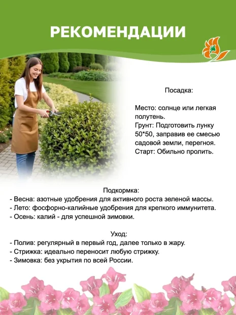 Пузыреплодник Андре (калинолистный) саженцы 