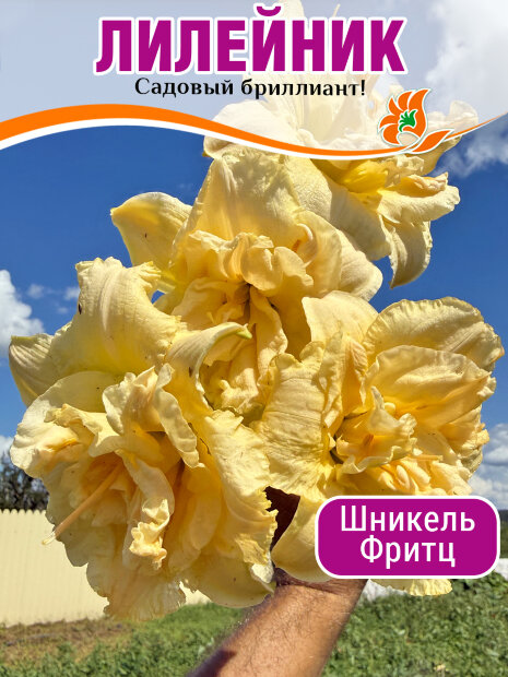Лилейник Шникель Фритц