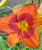Лилейник Дюк оф Дарем