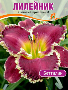 Лилейник Беттилин Лилейник Беттилин