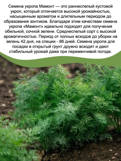 Укроп Мамонт семена 