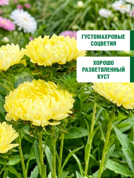 Астра пионовидная Жёлтая Башня семена