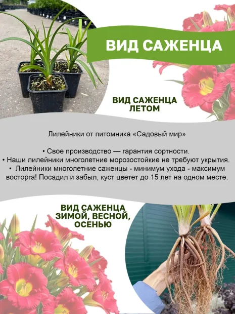 Лилейник Лавли Ледибаг