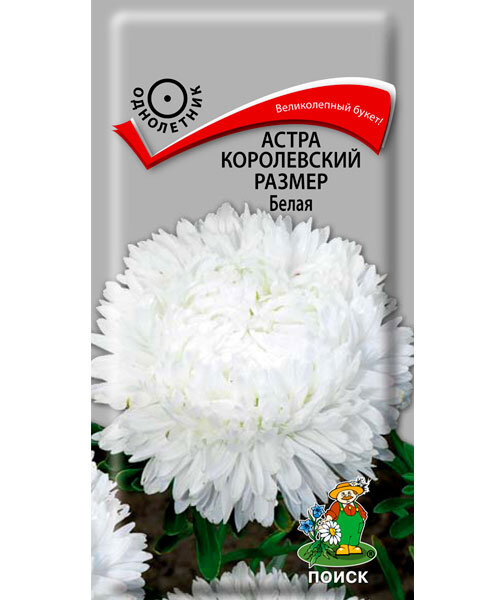 Астра королевский размер Белая семена