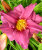 Лилейник Саммэ Вайн