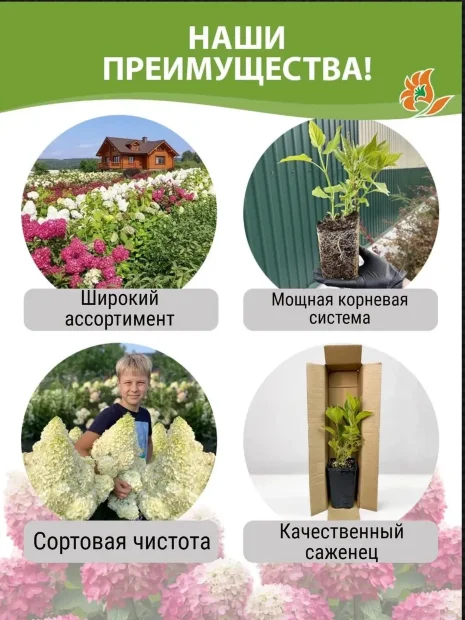 Гортензия Сильвер Доллар (метельчатая)