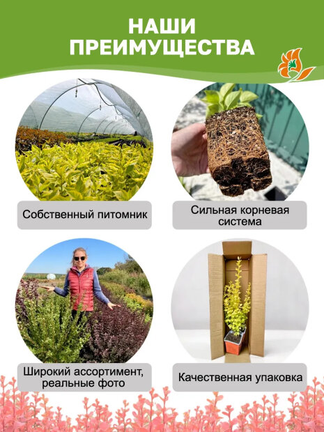 Барбарис Коронита (Тунберга) саженцы 