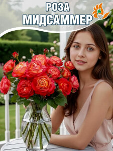 Роза Мидсаммер
