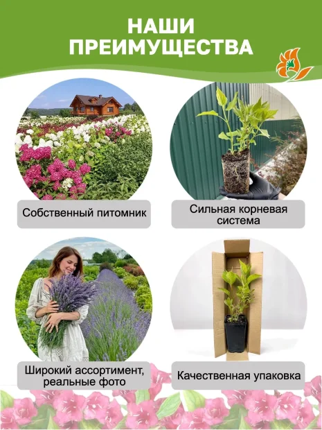 Дерен Гоучалти (белый) саженцы 
