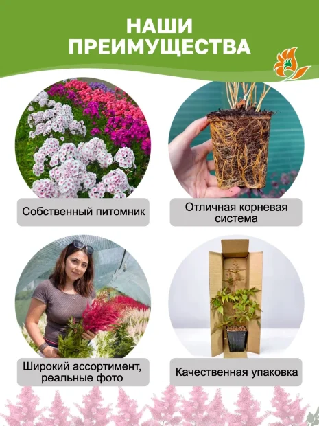 Астильба Пурпуркерцэ (китайская)  