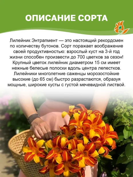 Лилейник Энтрапмент