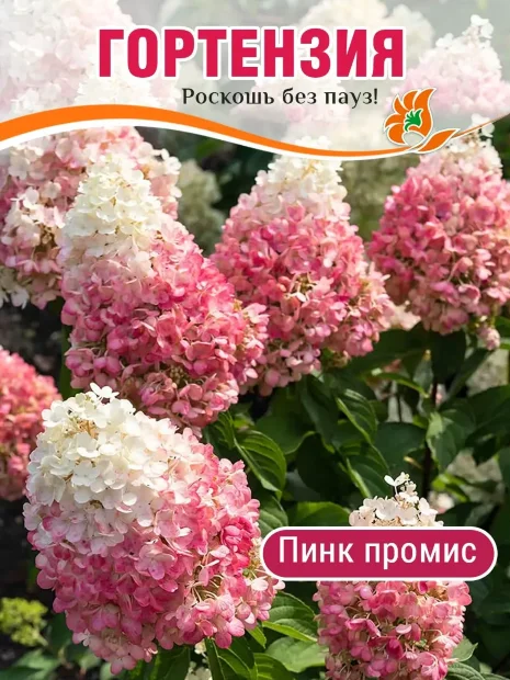 Гортензия Пинк Промис (метельчатая)
