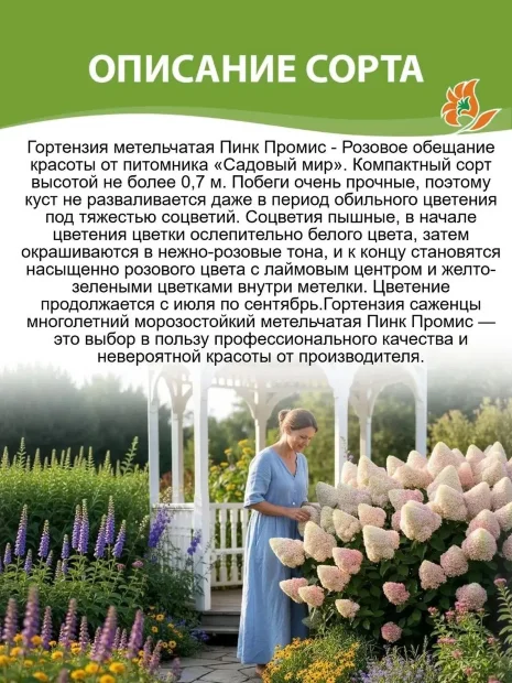 Гортензия Пинк Промис (метельчатая)