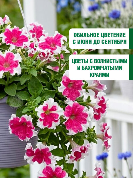 Петуния грандифлора фимбриата Каркулка семена