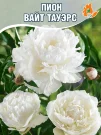 Пион Вайт Тауэрс (травянистый) Пион Вайт Тауэрс (травянистый)