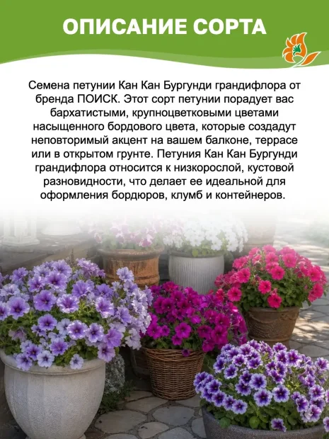 Петуния грандифлора Кан Кан Бургунди семена