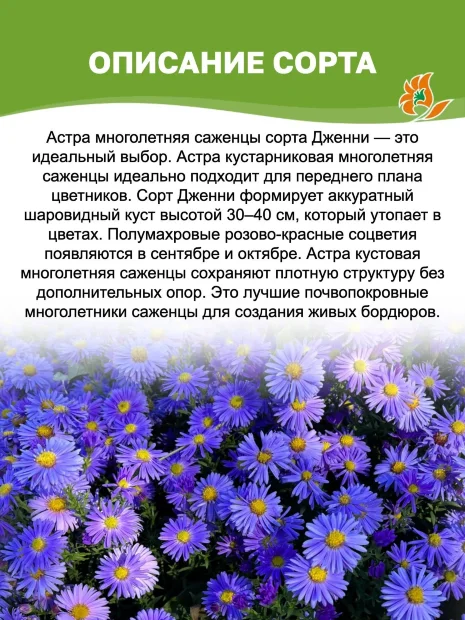 Астра Дженни