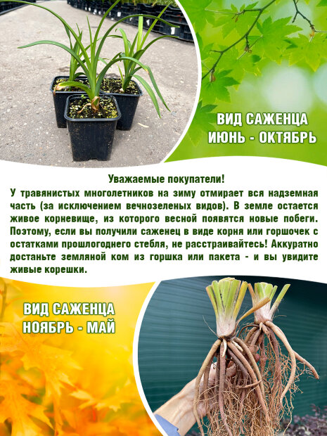Лилейник Дабл Фаеркрекер