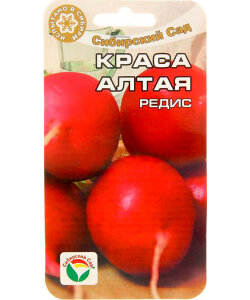 Редис Краса Алтая Редис Краса Алтая